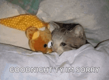 a cat laying next to a teddy bear with the words " goodnight ty im sorry " above it