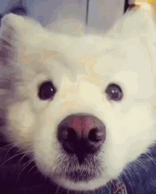 a close up of a white dog 's face with a black nose