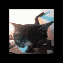 Smudge Smudge The Cat GIF - Smudge Smudge The Cat Lamptowne GIFs