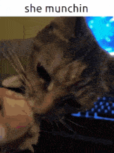 Cat Meme GIF - Cat Meme Eating GIFs