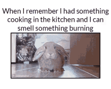 cooking bunny