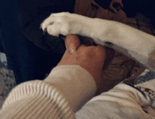 Dog Agreement Funny Dogs GIF - Dog Agreement Funny Dogs Dog Meme GIFs
