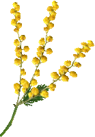 a bunch of yellow flowers on a green stem on a white background