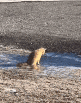 a fox is standing in a puddle of water on the side of a road .