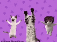 three cats are dancing on a purple background .