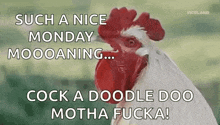Natty Rooster GIF
