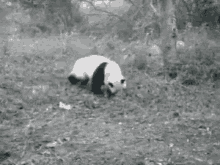 Panda Oso GIF - Panda Oso Abrazo GIFs