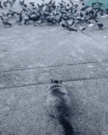 funny animals cat attack jump birds