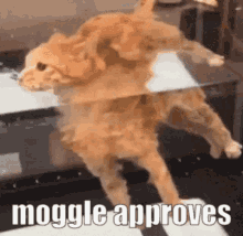 Moggle Moggle Approves GIF - Moggle Moggle Approves Approved GIFs