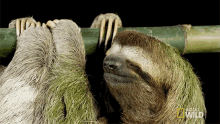 Sleepy International Sloth Day GIF - Sleepy International Sloth Day Untamed GIFs