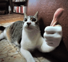 Cat Cat Meme GIF - Cat Cat Meme Thumbs Up GIFs