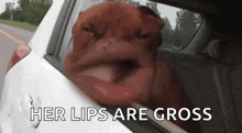 Dog Windy GIF - Dog Windy Big Lips GIFs
