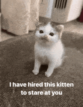 Lenny Confetti Hired Kitten GIF