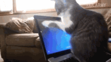 follow it cats laptop amazed amused