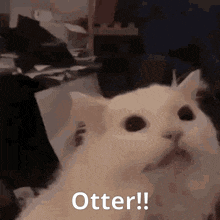 Cat Cat Yells Otter GIF - Cat Cat Yells Otter GIFs