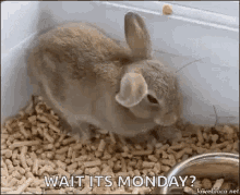 Wait Its Monday Bunny GIF - Wait Its Monday Bunny Erikioh GIFs
