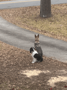Dogs Funny Dogs GIF - Dogs Funny Dogs Dog GIFs