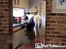 Breakfast With The Horses GIF - Animals Horse Breakfast GIFs