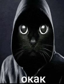 a black cat wearing a hooded sweatshirt with the word okak written below it