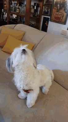 Shitzu Jump GIF - Shitzu Jump Dog GIFs