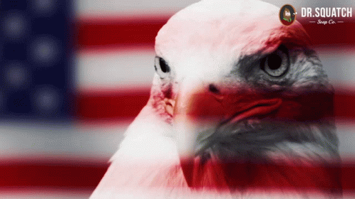 freedom eagle tumblr