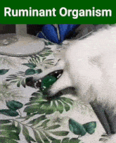 Ruminant Borzoi GIF - Ruminant Borzoi Chewing GIFs