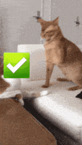 a cat sitting on a white couch next to a green check box