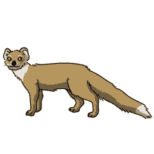 mongoose yellow mongoose mongoose yellow mongoose