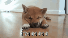 หมา ง่วง GIF - Dog Sleepy GIFs