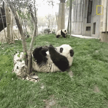 Eating 360baby Pandas GIF