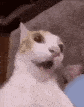 Catgifforwren Cat GIF - Catgifforwren Cat Wren GIFs