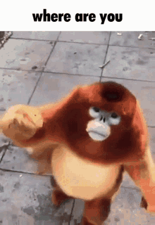 Monkey Where Are You GIF - Monkey Where Are You Where Are You And Im So Sorry GIFs