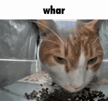 Whar Auspicious Restaurant GIF - Whar Auspicious Restaurant Cat GIFs