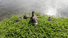 Duck River GIF - Duck River GIFs