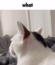 What Cat GIF - What Cat GIFs
