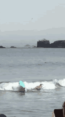 Dog Surfing GIF - Dog Surfing Fail GIFs