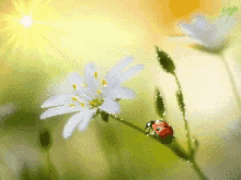 Floral Ladybug GIF - Floral Ladybug Flower GIFs