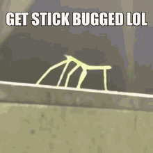 Bug GIF - Bug GIFs