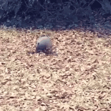 an armadillo is crawling through a pile of leaves on the ground