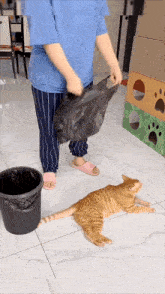 a cat is laying on the floor next to a person holding a trash bag