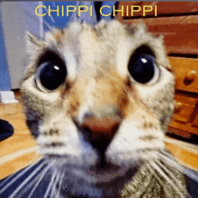 Chipi Chipi GIF