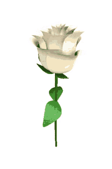 neked hoztam rose flower spinning white