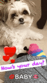 a picture of a dog with the words " how 's your day baby "