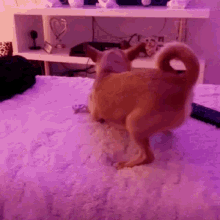 Dog Fuck Animated Gif - Dog Sex GIFs | Tenor