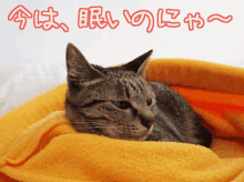 眠い　猫　ねこ GIF - Cat ねむい 眠い GIFs
