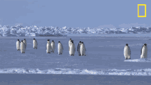 squad world penguin day emperor penguins flock of penguins walking around