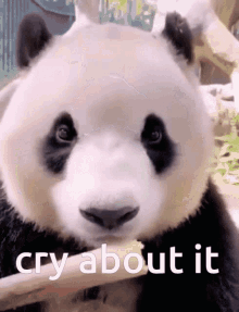 Cry About It Panda Cry GIF - Cry About It Panda Cry About It Cry GIFs