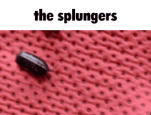 splunger splungers the splungers isopod bug