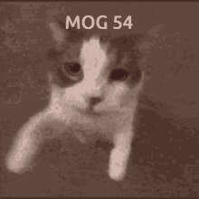 Mog 47 GIF - Mog 47 Mog47 GIFs