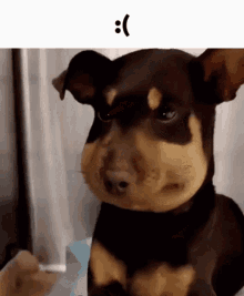 Dog Sad GIF - Dog Sad Chubby Dog GIFs